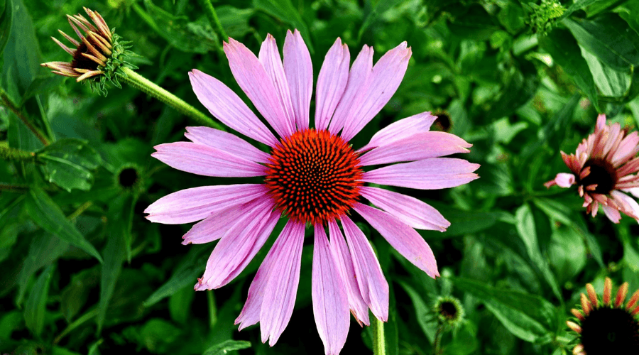 Herbal Treatments for HPV Herbal Treatments for HPV